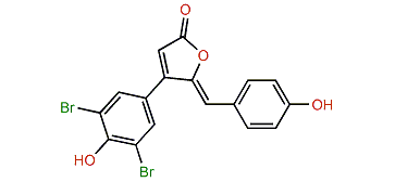 Rubrolide D